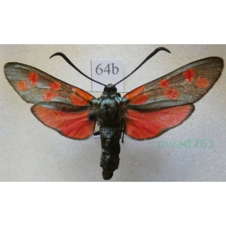 Zygaena filipendulae (Linnaeus, 1758) Kraśnik sześcioplamek Deutschland64b